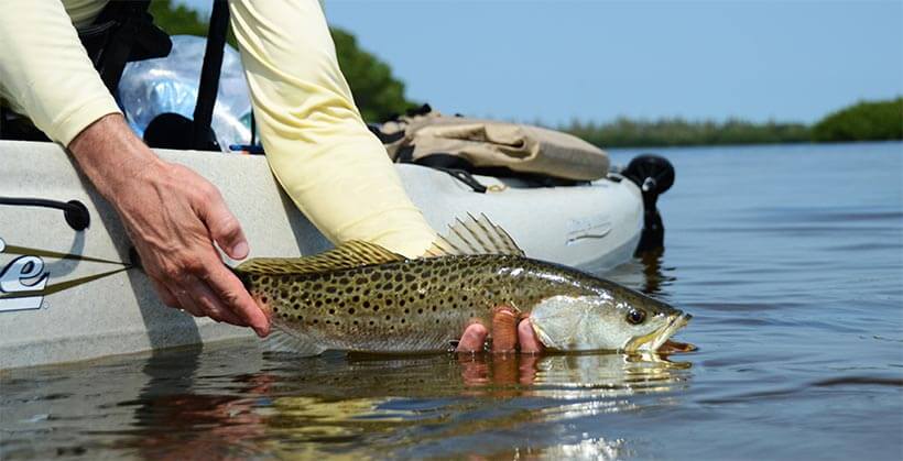 Releasing 14-inch spotted sea trout, with golden eyes and black spots extending over its back and up its dorsal fin