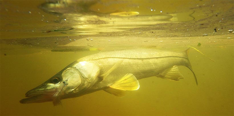 Underwater photo of snook, a silver fish with a distinct black lateral line and protruding lower jaw, taking the line.