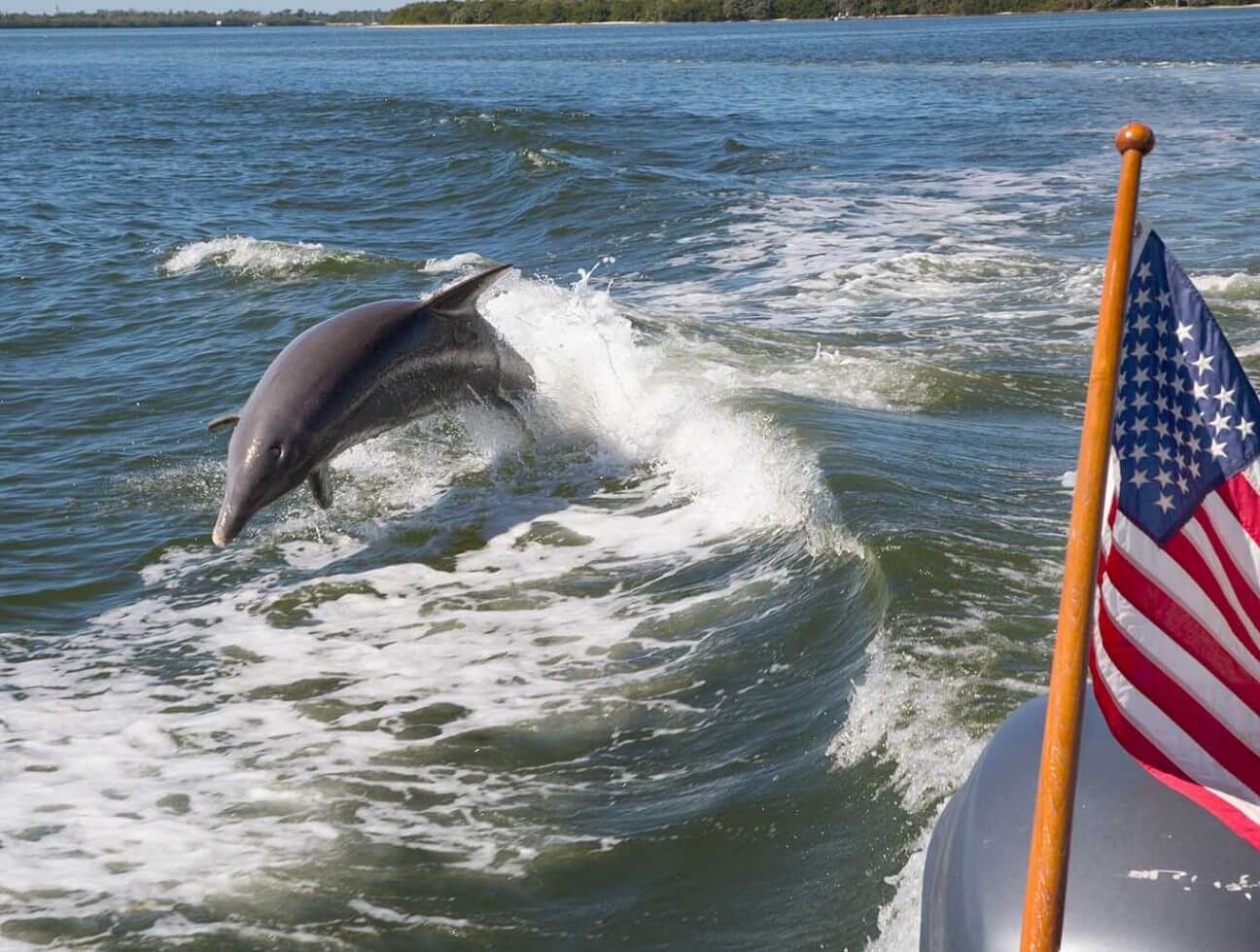 Dolphin playfully jumping out of the water as it follows a boat